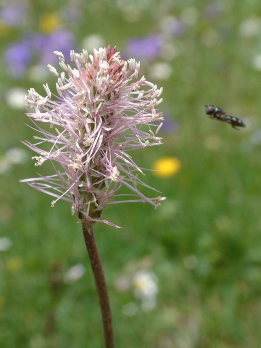 Plantago media / Piantaggine pelosa